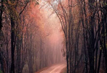 分布式幂等性如何设计